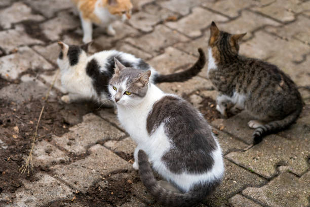 istock Stray cats eat as a group. Feeding stray cats. Food war 1203930134