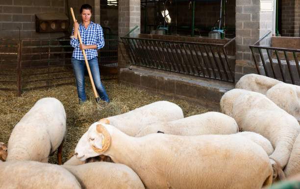 istock Female farmer cleaning sheep barn 1203930895