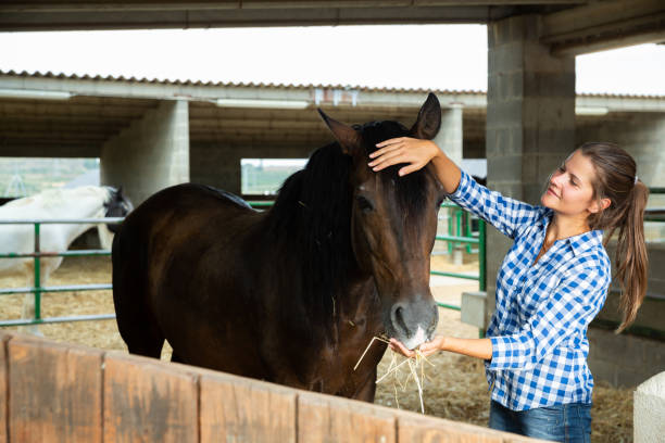 istock Woman feeding horse 1203930908