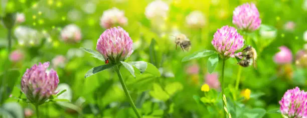 Photo of Beautiful spring wild meadow clover flowers, pink and green colors in sun light with bee, ladybug, macro. Soft focus nature background. Delicate pastel toned image. Nature floral springtime. High key