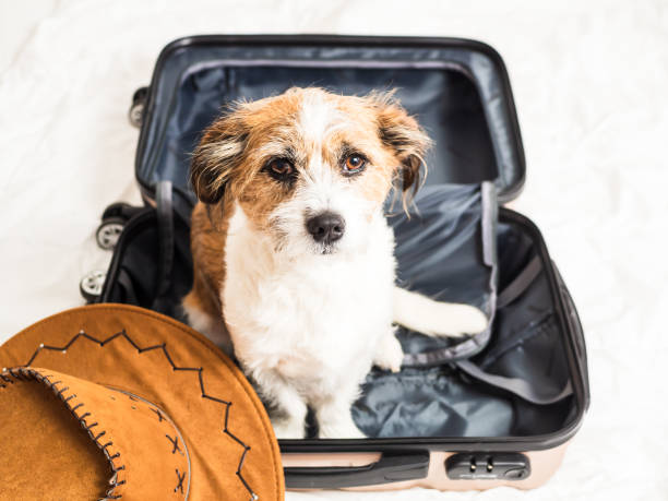 istock Small mongrel dog sits in a suitcase on a bed 1203931241