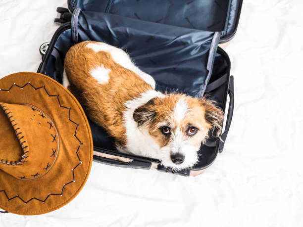 istock Small mongrel dog lies in an open suitcase looking into the camera 1203931795