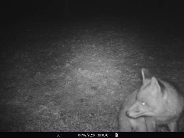 istock Fox feeding in French garden at night 1203932581