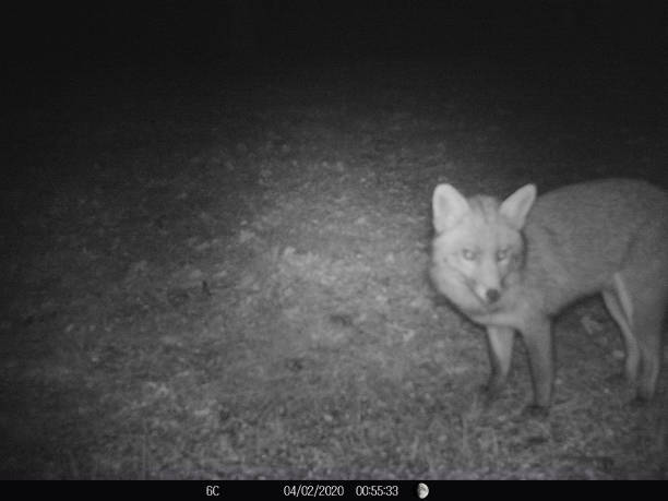 istock Fox feeding in French garden at night 1203932634