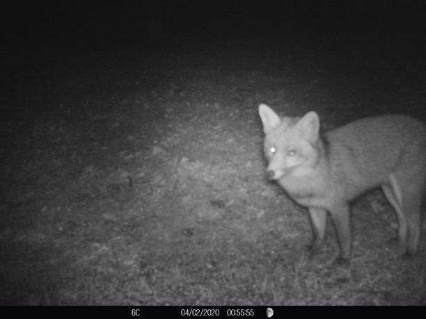 A wild fox is alert to movement in the other direction from the camera. In winter the woodland creatures are seeking food and come closer to human habitation, especially at night. Taken with an infra-red trail camera at night on timer. Wildlife in a rural French garden.
