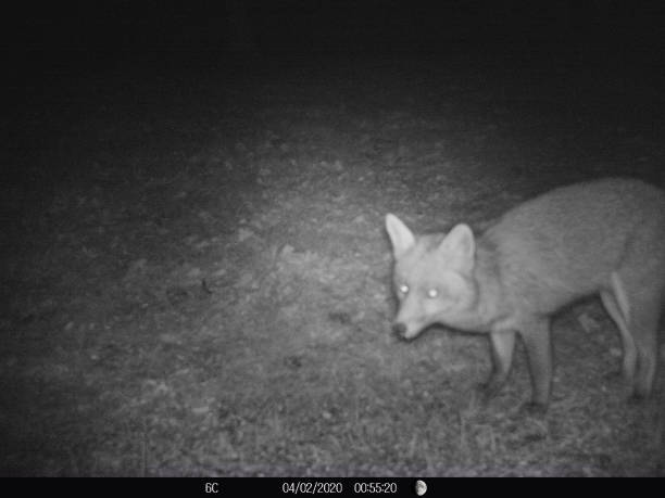 istock Fox feeding in French garden at night 1203932711