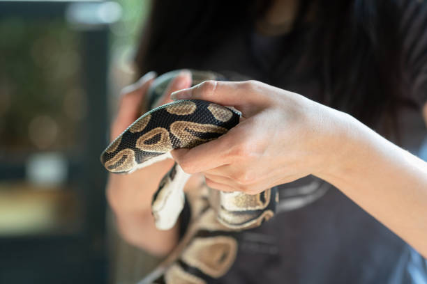 istock Playing with snake - Exotic pet animal. 1203934443