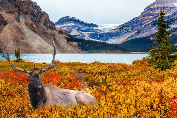 The Majestic Rockies of Canada. The Lake Bow is surrounded by cliffs and glaciers. Beautiful deer with branching horns resting on the shore. Windy autumn day. The concept of active and photo tourism