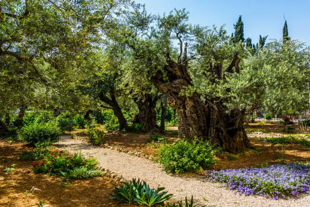 Magnificent millennial olives grow on red-orange sandstone. Gethsemane Garden on the Mount of Olives in ancient Jerusalem. The concept of historical, religious and ethnographic tourism