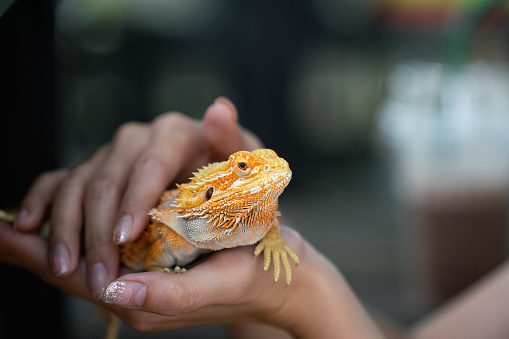 An yellow bright colorful iguana lizard which is holding on the people hand, It's exotic pet. Animal portrait eye focus photo.