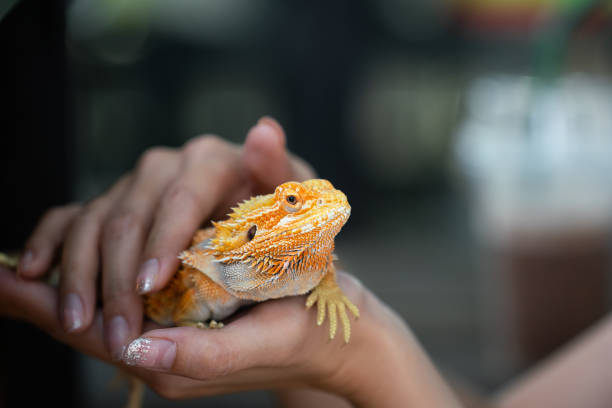 Exotic pet "Iguana" in yellow colorful skin. An yellow bright colorful iguana lizard which is holding on the people hand, It's exotic pet. Animal portrait eye focus photo. exotic pets photos stock pictures, royalty-free photos & images