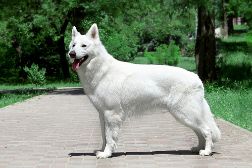 Beautiful dog of snowy white color of big white swiss shepherd breed. Happy smiling look, standing in stacking in green park. Outdoors, copy space.