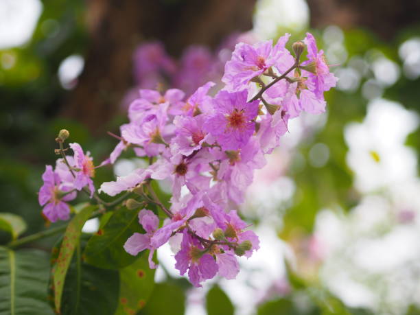 istock Pink Trumpet shrub Tree, Pink Tecoma name flower bouquet beautiful blurred on nature 1203939231