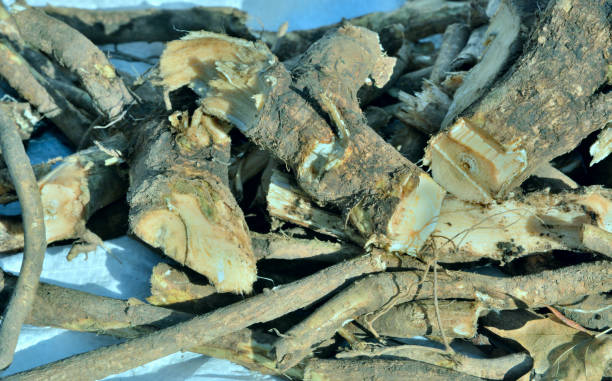 istock Roots of medicinal plant (Eleutherococcus senticosus) 1 1203939335