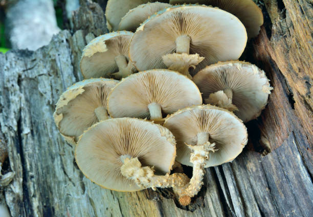 istock Edible mushrooms (Pholiota squrrosoides) 6 1203939385