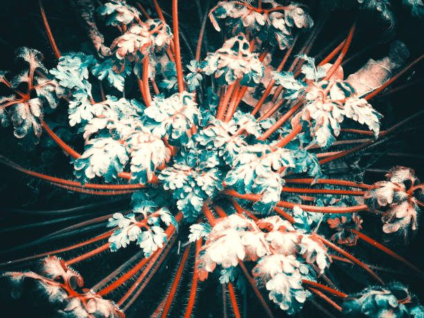 istock Green colorful plant closeup 1203939423