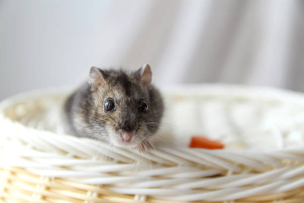 istock cute fluffy grey hamster domestic animal on white braided surface, pet, selective focus 1203940536