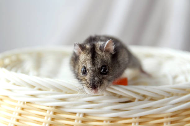 Cream hamster smiles