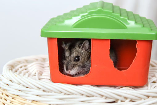 A gray hamster sits in his orange house. Hamster looks out of his house. Cute pet.