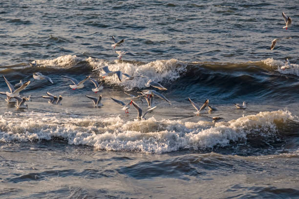 istock seagulls and waves at the sea side 1203941728