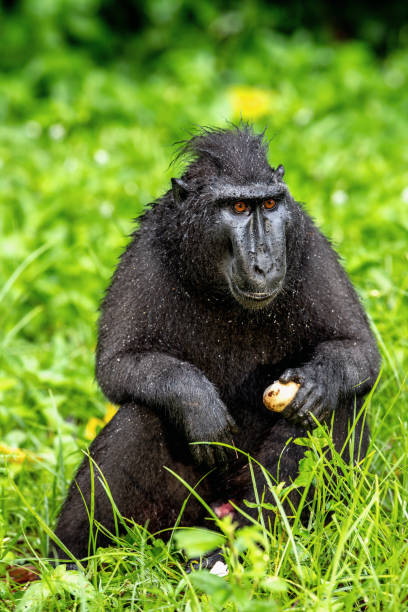 istock The Celebes crested macaque with fruit. Green natural background. Crested black macaque, Sulawesi crested macaque, sulawesi macaque or the black ape.  Natural habitat. Sulawesi Island. Indonesia. 1203942294
