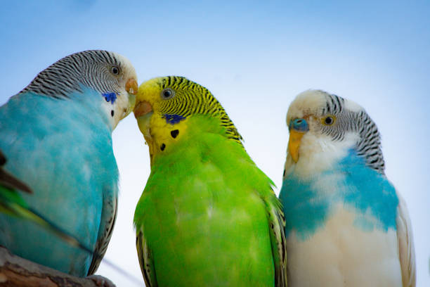istock Lots of cockatiel parakeets 1203942648