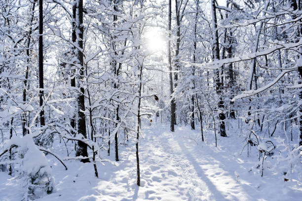 Snow in a forest in north Georgia