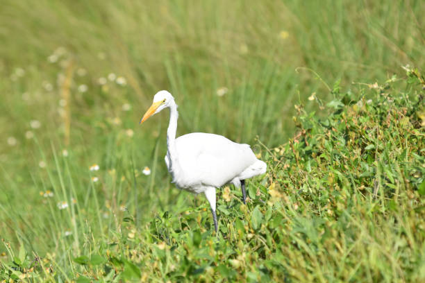 istock Great white heron, great egret, egret 1203942716