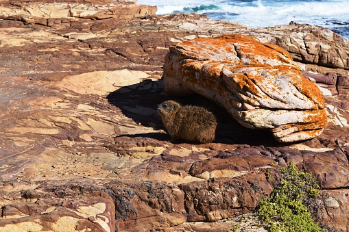El hisox de roca se calienta a la luz del sol en las rocas del Cabo de Buena Esperanza photo