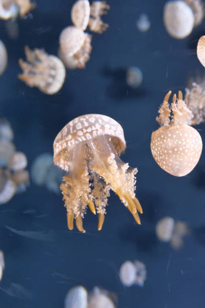 istock Jelly fish in sea water 1203942984