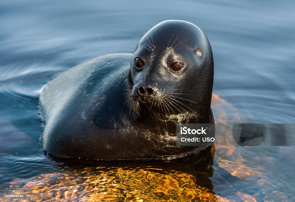 The Ladoga ringed seal resting on a stone. Close up portrait. Scientific name: Pusa hispida ladogensis. The Ladoga seal in a natural habitat. Ladoga Lake. Russia Ringed Seal Stock Photo