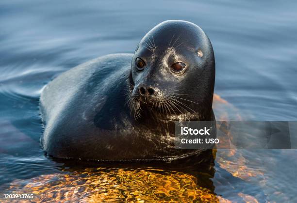 The Ladoga Ringed Seal Resting On A Stone Close Up Portrait Scientific Name Pusa Hispida Ladogensis The Ladoga Seal In A Natural Habitat Ladoga Lake Russia Stock Photo - Download Image Now