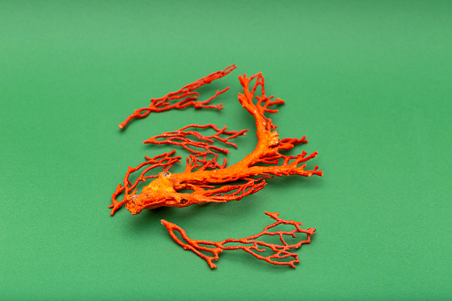 Red coral branch, isolated on green background