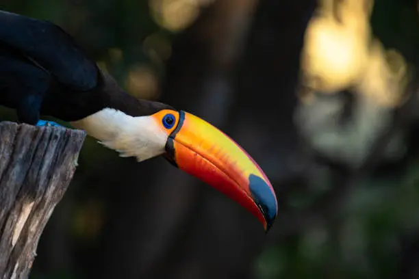 Photo of Toucan, big bird with orange bill, in nature habitat, Pantanal, Brazil. Toco toucan (Ramphastos toco) also known as the common or giant toucan.
