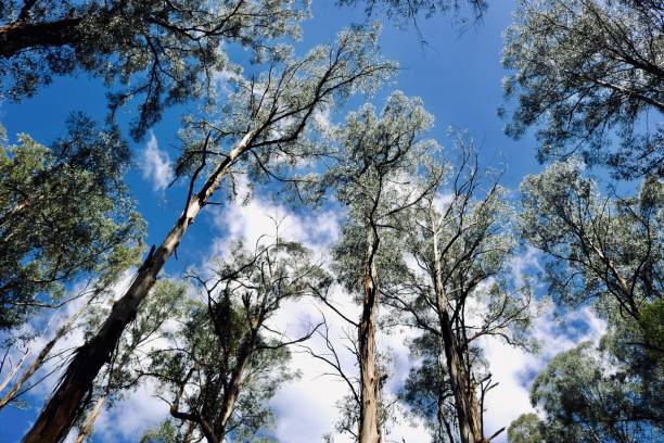 Dandenong, Australia