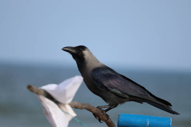 A fish Crow on beach A FISH CROW ON THE BEACH, portrait of crow fish crow stock pictures, royalty-free photos & images