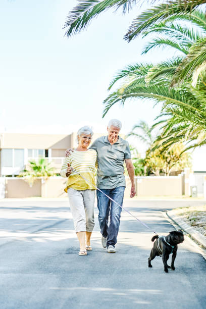 Retirement summed up perfectly Shot of a happy senior couple going for a leisurely walk in the neighbourhood with their dog man walking a pug dog stock pictures, royalty-free photos & images