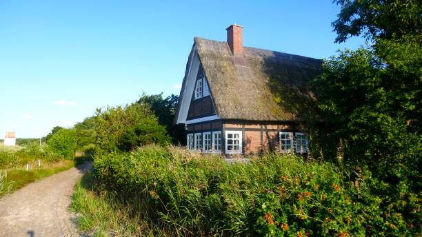 Small cottage with thatched roof between rose hedges very close by the Baltic Sea Sehlendorfer Strand / Blekendorf, Schleswig-Holstein, Germany, Europe,  08/08/2019:  
Small cottage with thatched roof between rose hedges very close by the Baltic Sea thatched roof stock pictures, royalty-free photos & images