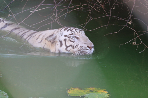 side view of happy white tiger in water under busy