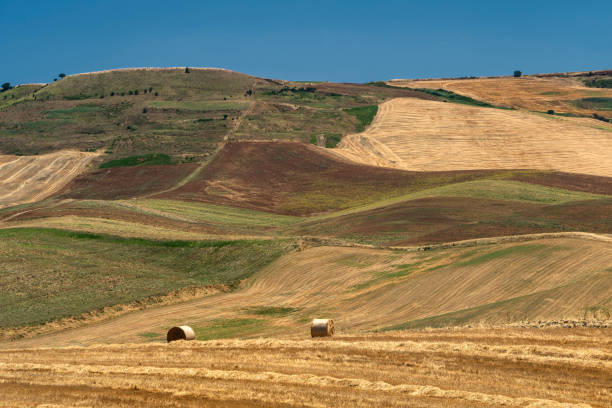 istock Rural landscape in Apulia at summer 1203950393