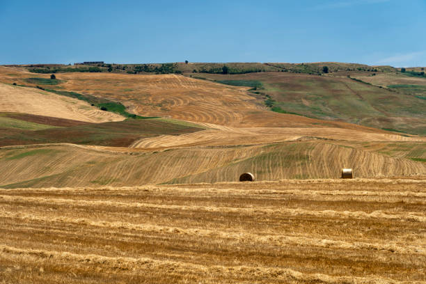 istock Rural landscape in Apulia at summer 1203950426
