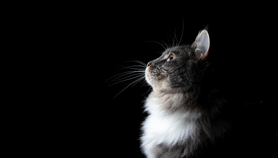 side view of a cute blue tabby maine coon cat looking up into light on black background with copy space