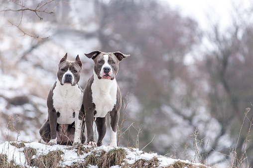 Two Staffordshire terrier in the winter in the park.