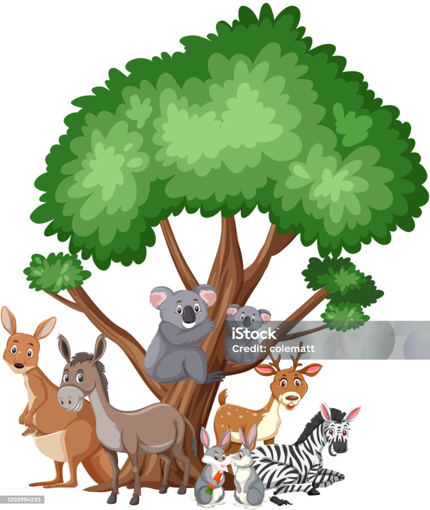 Different Types Of Wild Animals On White Background Stock Illustration - Download Image Now - iStock Different Types Of Wild Animals On White Background Stock Illustration - Download Image Now - iStock