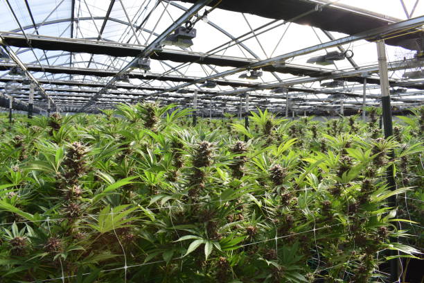cannabis - lifestyles indoors nature business fotografías e imágenes de stock