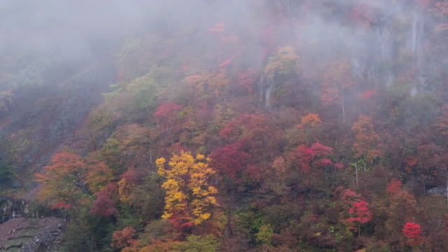 Autumn of forest at Nikko Japan