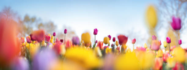 istock Colorful Tulip Garden 1203961515