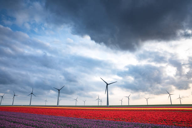 champ de tulipes aux pays-bas - red mill photos et images de collection