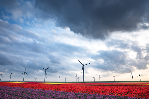 Multi colored tulip field with wind turbines in Netherlands.