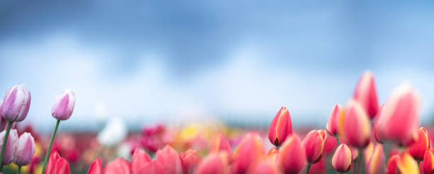 튤립 필드 - tulip pink flower bed flower 뉴스 사진 이미지